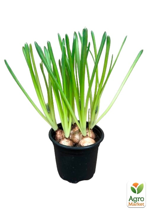 Мускари "Armeniacum" укоренённые - фото 7