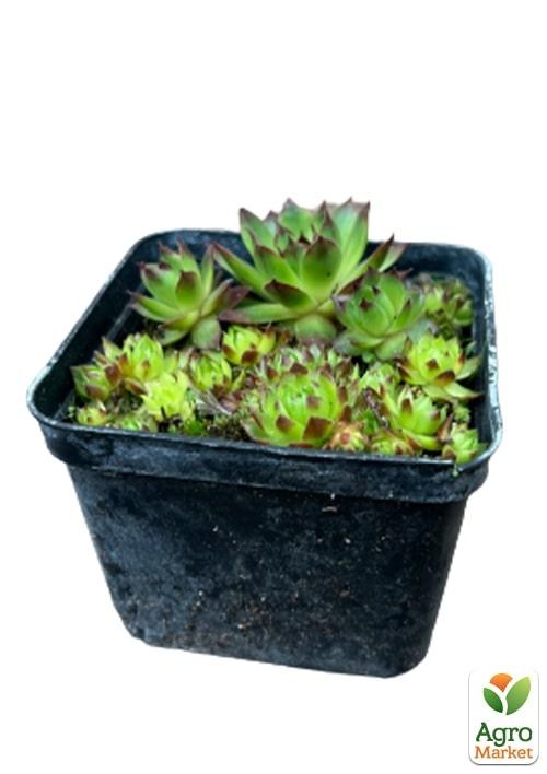 Молодило шарообразное "Sunset" - фото 2