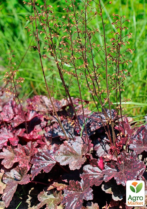 Гейхера (Heuchera) "Midnight Rose"  - фото 7