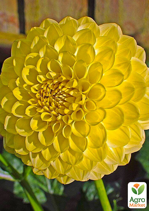 Георгина "Golden Scepter"