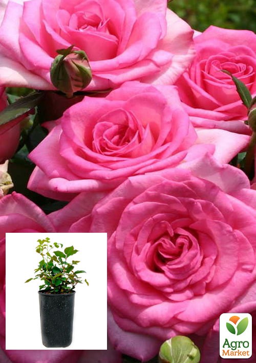 Роза в контейнере чайно-гибридная "Beverly" (саженец класса АА+)