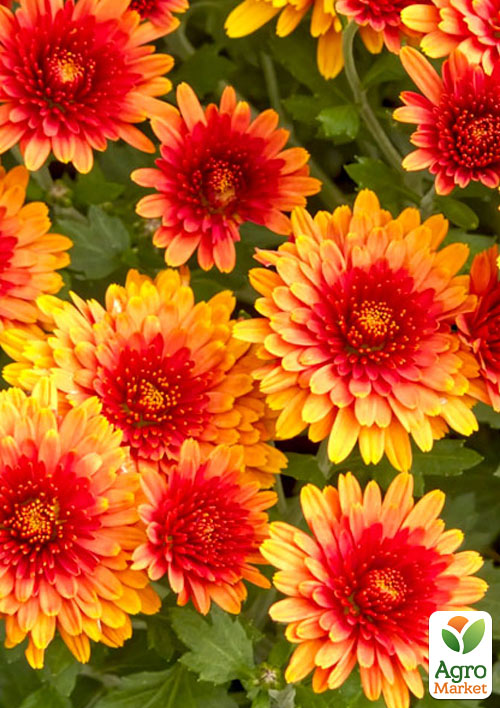 Хризантема Садова "Milkshake Papaya" (висота 30-50см)  - фото 3