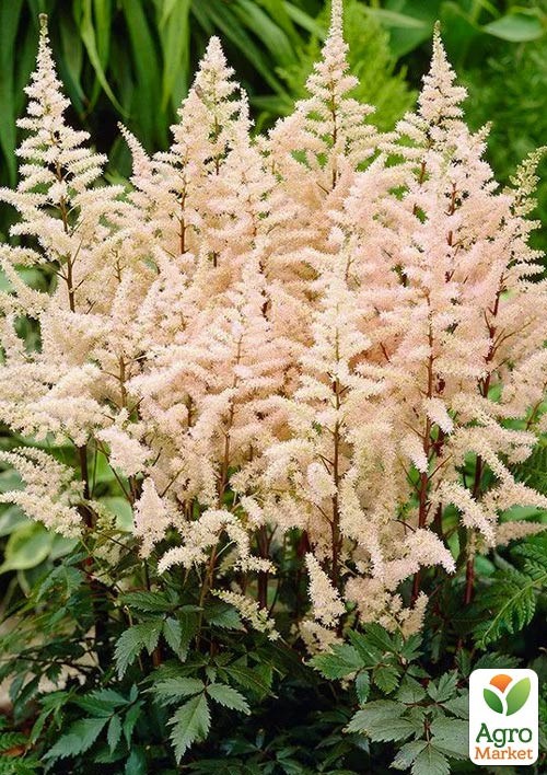 Астильба "Bumalda" 