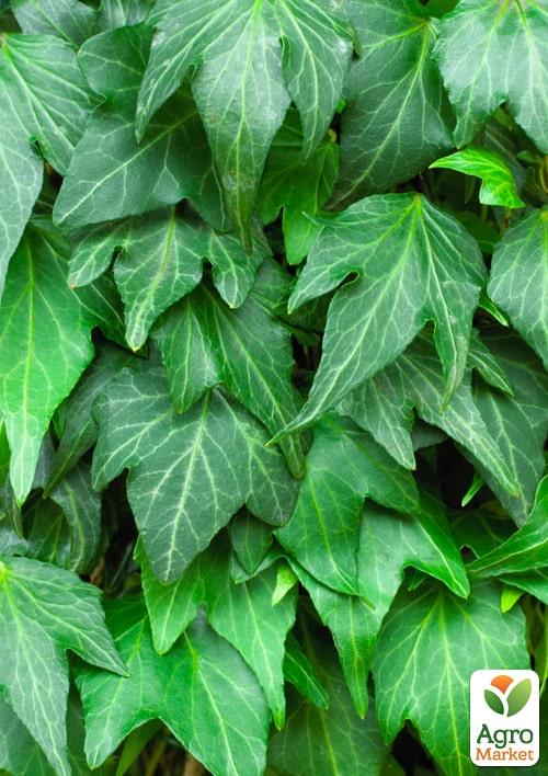 Плющ "Green Ripple" контейнер Р9