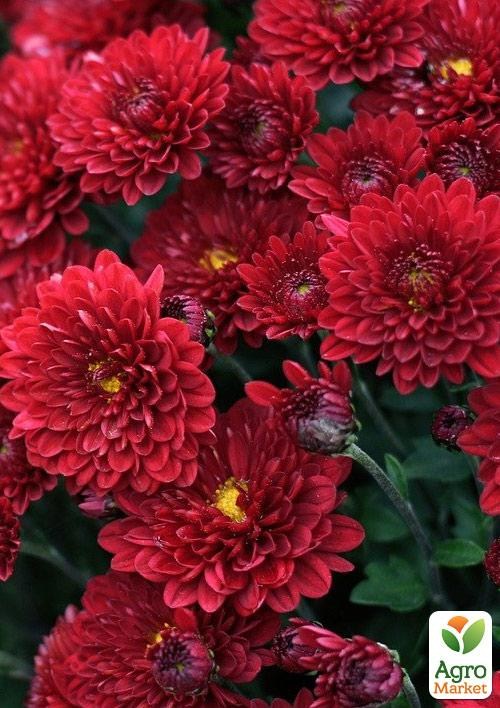 Хризантема "Uranus Red" (мультифлора рання)
