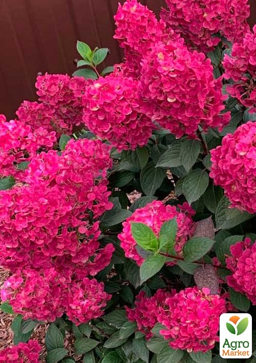 Гортензія волотиста "Лідія"