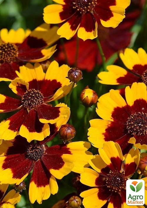 Кореопсис мутовчатый "Firefly" (многолетний, морозостойкий)