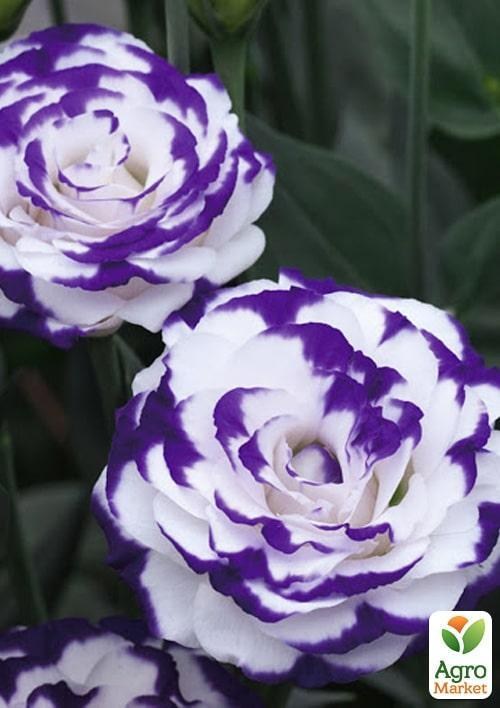 Еустома махрова "Arena Purple Picotee" укорінена в контейнері Р9