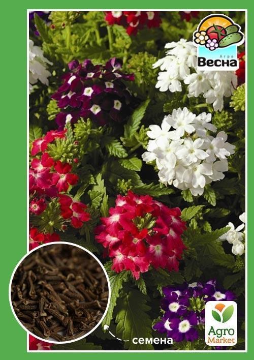 Вербена "Гибридная смесь" ТМ "Весна" 0.1г