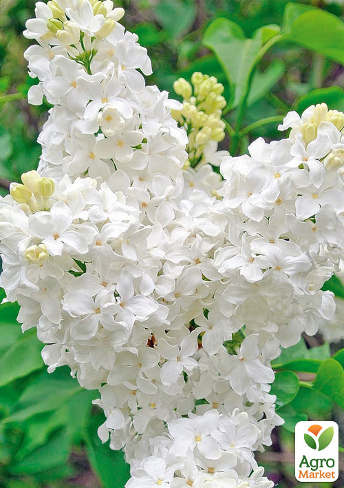 Сирень зеленовато-белая "Жанна д’Арк" (Jeanne D`Arc)