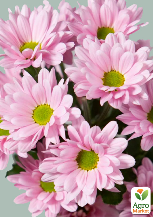 Хризантема мультифлора шарообразная "Frejus Pink" 