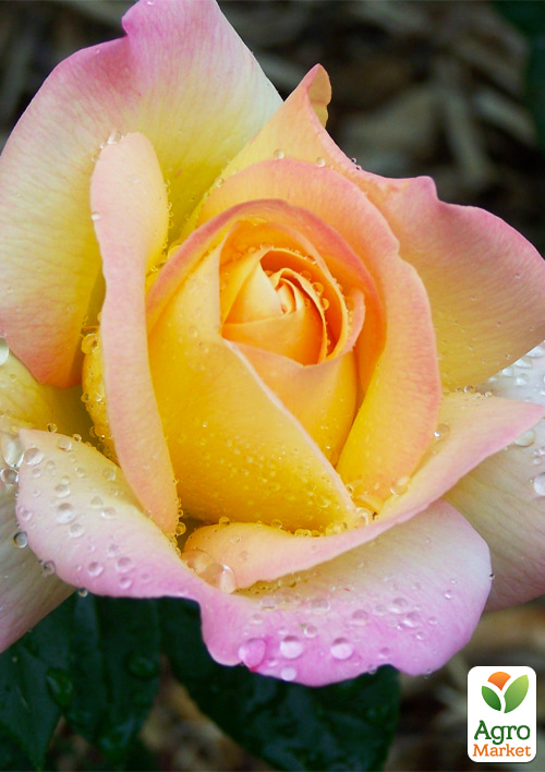 Роза чайно-гибридная "Глория Дей" (саженец класса АА+) высший сорт - фото 4