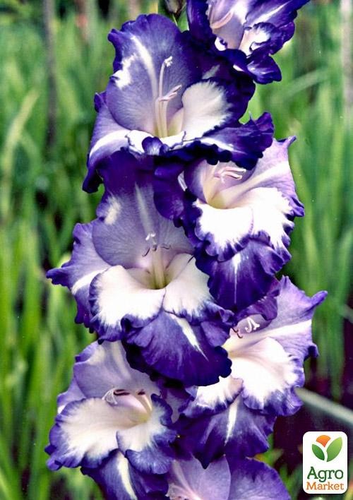 Гладіолус «King's Lynn»