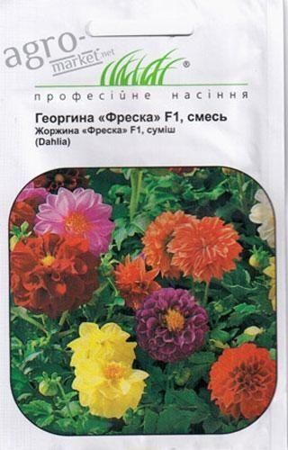 Георгина "Фреска" F1 смесь ТМ "Hem Zaden" 20шт