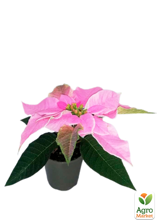 Пуансеттия "Dark Pink" (Рождественская Звезда) - фото 5