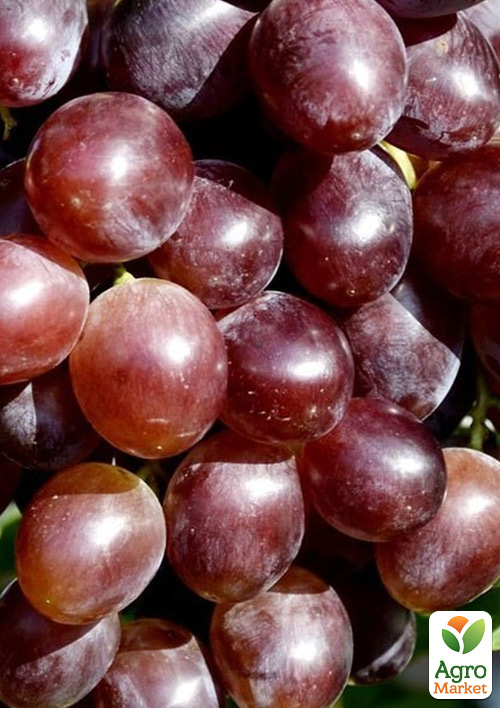 Виноград "Альтаир" (сверхранний срок созревания) - фото 4