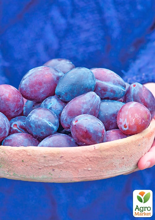 Слива "Хаганта"