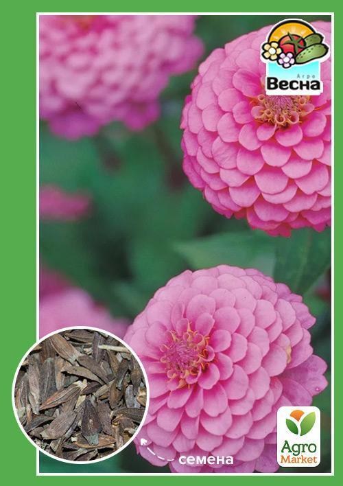 Цинія "Мрія" ТМ "Весна" 0.4г