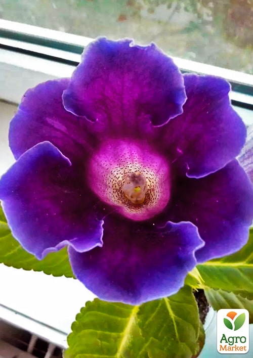 Глоксиния "Violacea" высота 20см - фото 5