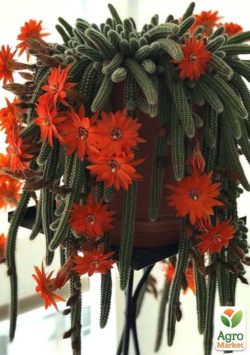 Хамецереус Сильвестра "Chamaecereus Silvestrii" (Грошовый кактус)