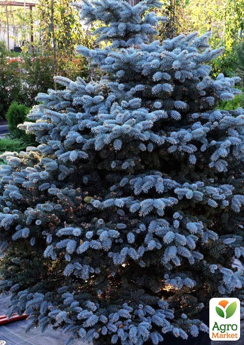 Ялина блакитна "Majestic Blue" (горщик P9)