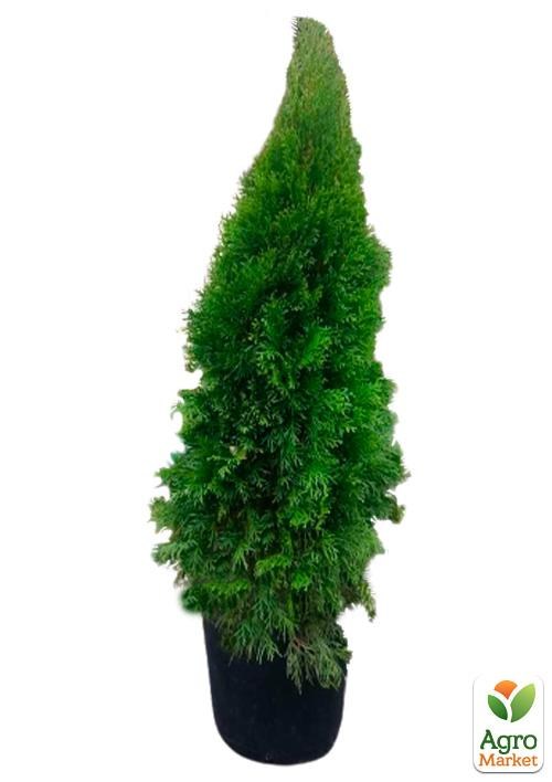 Туя Новорічна «Smaragd» (висота 120см) - фото 2