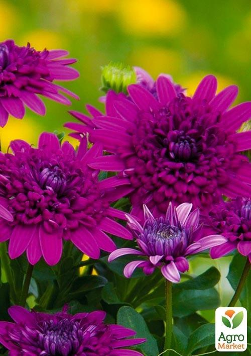 Остеоспермум махровый "Purple Star" (контейнер № 10, высота 10-20 см)