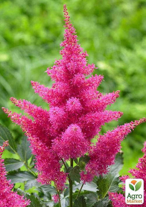 Астильба "Gloria Purpurea" 1шт - фото 4
