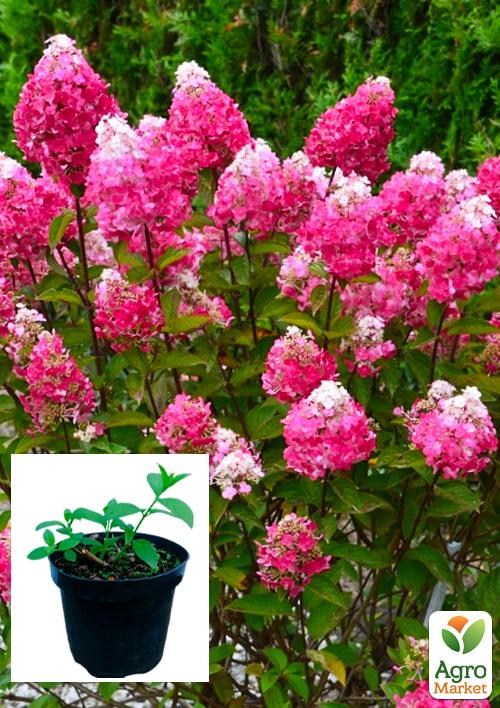 Гортензія 3-х річна волотиста "Framboisine"