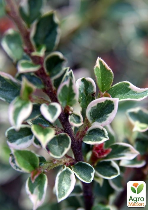 Кизильник горизонтальный пестролистный "Variegatus" - фото 2