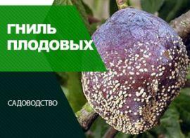 Плодова гниль: симптоми і методи боротьби - корисні статті про садівництво від Agro-Market