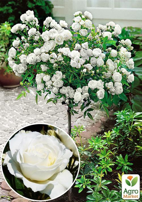 Роза штамбовая "Kristall" (саженец класса АА+) высший сорт