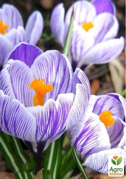 Крокус великоквітковий "Pickwick" (розмір 7/8, великий)