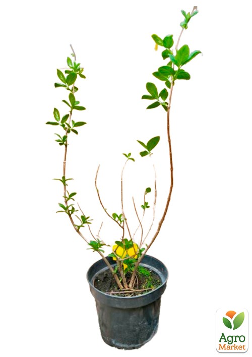 Гортензія 3-х річна волотиста "Pink Diamond" - фото 4