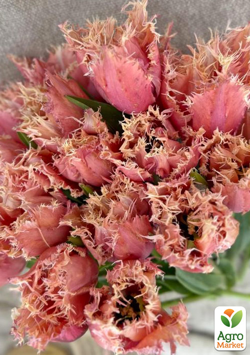 Тюльпан "Paleis Het Loo"