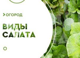Сорти салату - корисні статті про садівництво від Agro-Market
