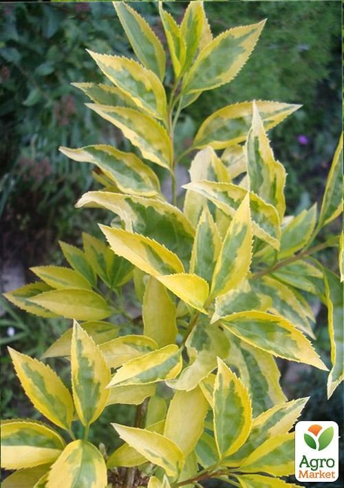 Форзиція Варієгата "Golden Times" 1 саджанець в упаковці - фото 2