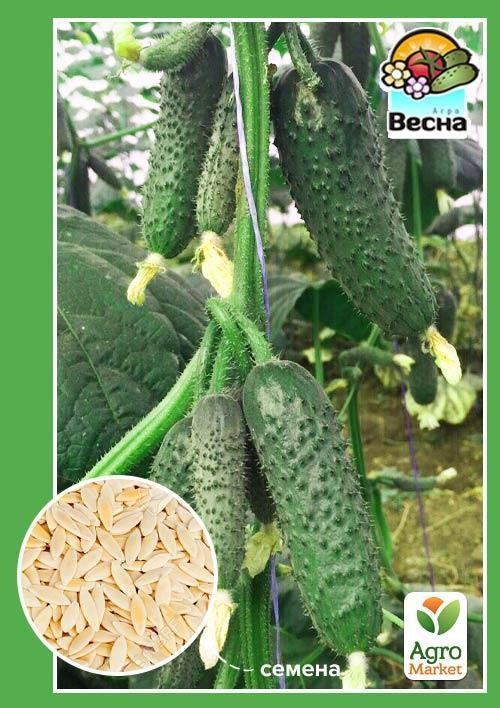 Огірок "Лускунчик F1" ТМ "Весна" 0.25г