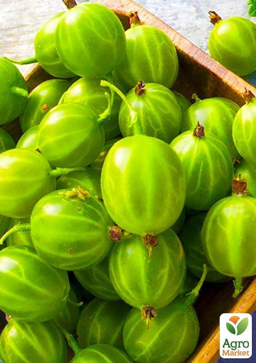 Агрус "Берил" (середній термін дозрівання)