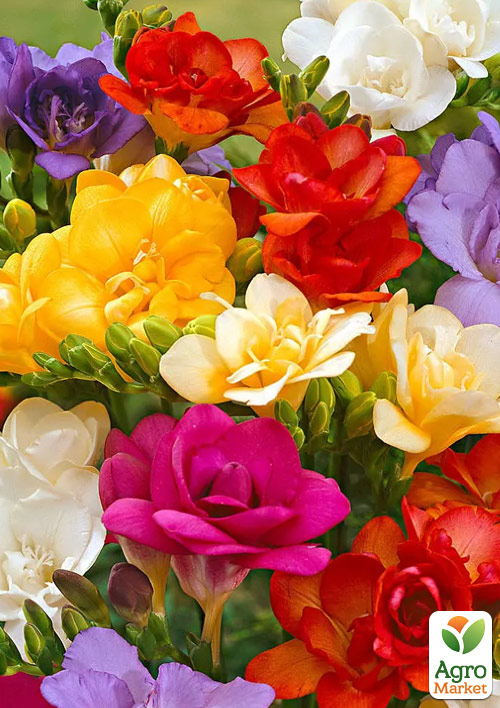 Фрезия махровая "Mix" 