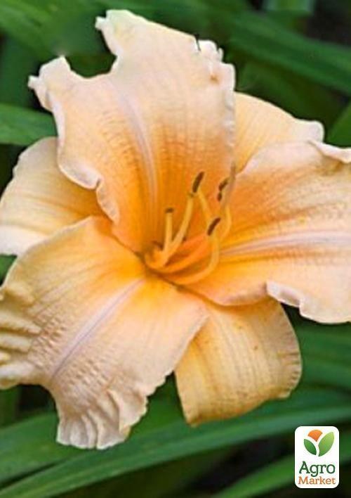 Лілійник "Leprechauns Lase" 1шт в упаковці - фото 2