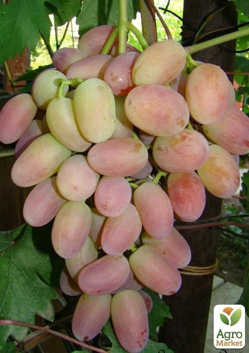 Виноград "Магістр" - фото 4