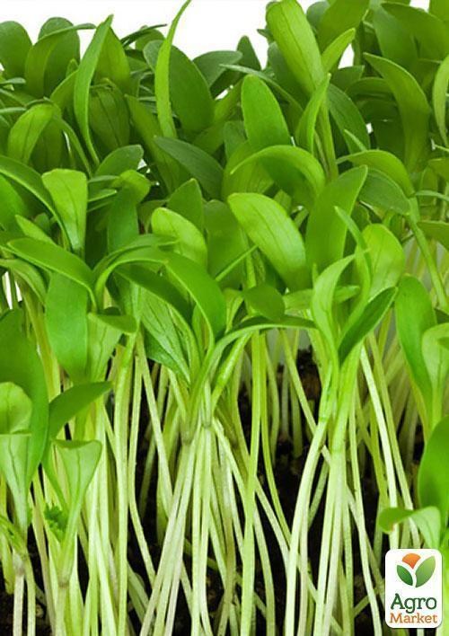 Микрозелень "Мангольд Белый" (в банке) ТМ "Твоя Зеленая Весна" 8г