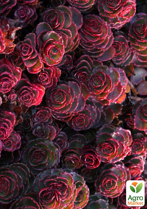 Очиток помилковий «Кров Драконів» (Sedum spurium «Dragons Blood») - фото 3