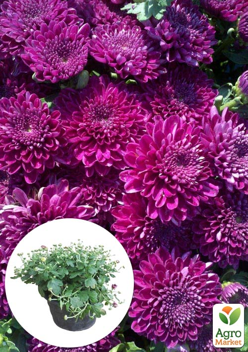 Хризантема Садовая "Cherry Lace" (высота 30-50см) - фото 3