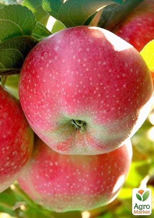 Яблоня "Санрайз" (летний сорт, ранний срок созревания) - фото 3