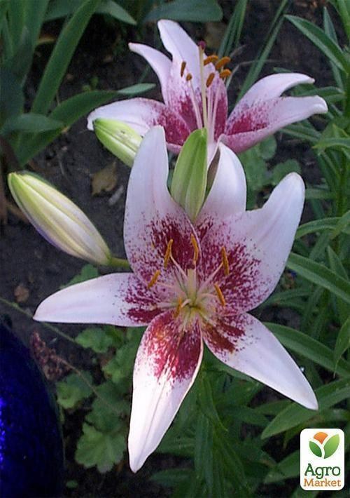 Лилия "Tango Dot Com" 1шт в упаковке