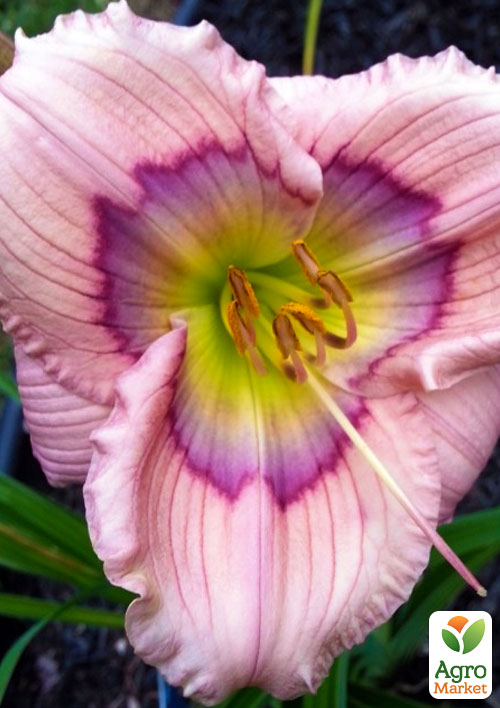 Лилейник "Siloam David Kirchhoff" 1шт в упаковке