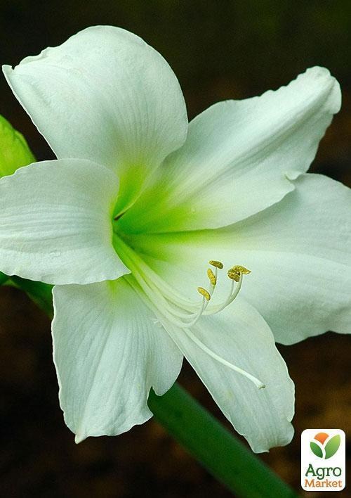 Амариллис "Белый красавец" ТМ "Vesna Exclusive" 10шт - фото 5