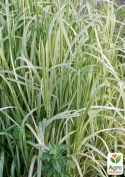 Манник большой Пестролистный  - фото 3